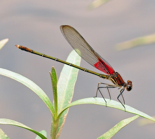 Male
6 Aug 2011  Bartow